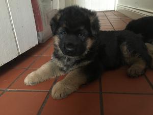 Puppy