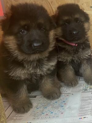 Typical Dahlmann GSD puppies