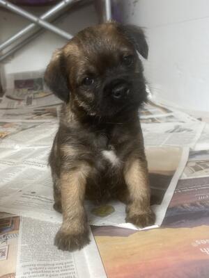 Little girl available