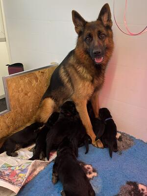 Ulla and puppies
