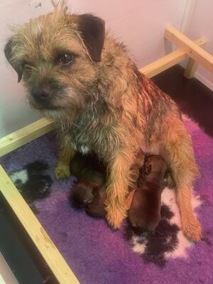 Mum with babies