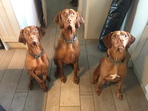 Lola, Jasper & Bella