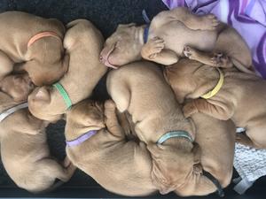 Previous Litter