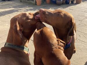 Bella with 2 from her previous litters