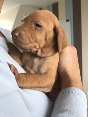 Previous Litter
