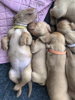 Previous Litter
