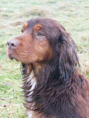 Kenmillix Magical Fudge of Breezybrook