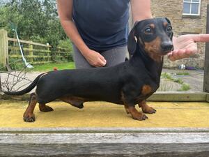 Available for stud (woody)