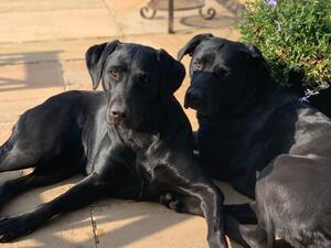 Aggie & Ada