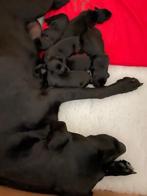 Puppies