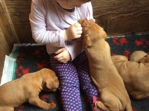 Puppies & Grandchildren, what could be better?