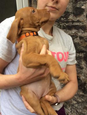 Puppy from last litter