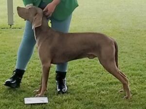 Dream in junior dog. Boston championship show