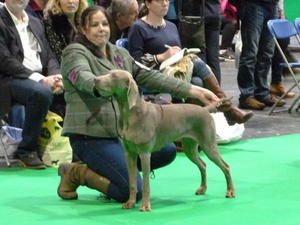 Grace at crufts 2018