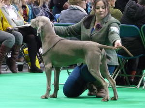 Magic and I competing at crufts