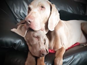 A true gentleman. Looking after the baby
