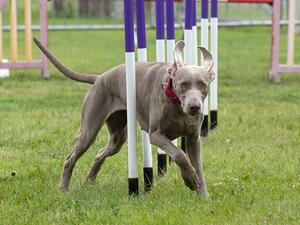 Winter enjoying her Agility