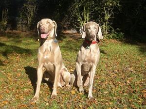 A young storm and Ice (red collar)