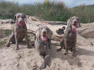 Winter, Magic and Dream enjoying a beach day