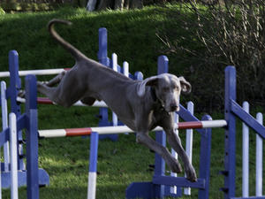 Magic competing at agility
