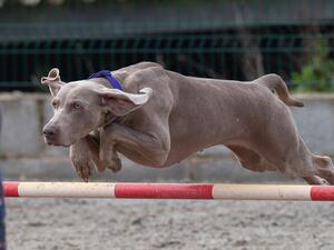 Grace at the weimaraner Agility day 2021