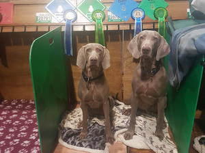 Magic and Grace with there crufts places 2018