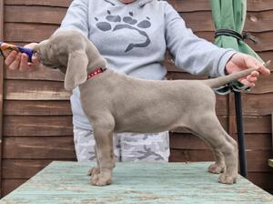 Dream show practice at 7 weeks