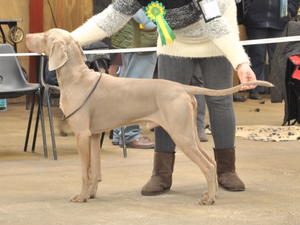 Storm. Best of breed Lincoln open show