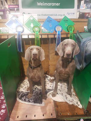 Magic and Grace at crufts 2017
