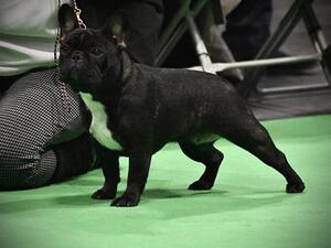 At Crufts 2020