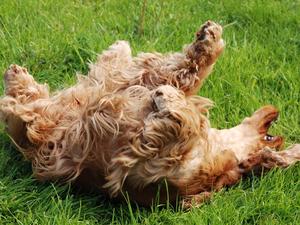 Piers having a good roll