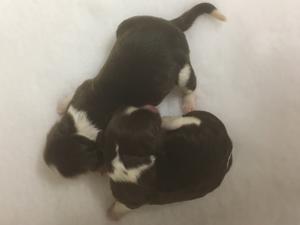 Girls at 1 day old
