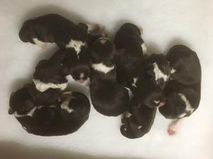 Litter at 1 day old