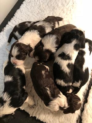About 3 weeks old