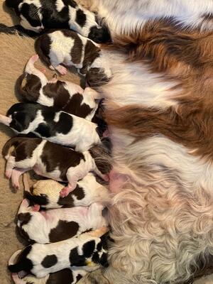 Just Born