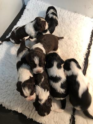 3 weeks old