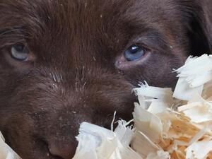 Eyes