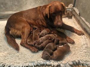 Rosie and pups