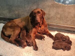 Rosie and pups 2 weeks old