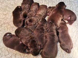 Puppies 2 weeks
