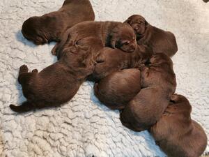 Pups 2 weeks