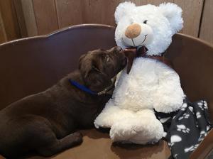 6 weeks old playing with ted