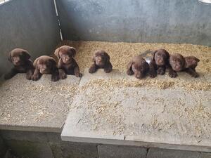 Rosie's pups 7 weeks old