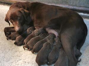 Edith and her puppies