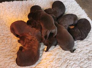 Pups 2 weeks