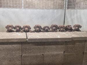 Puppies