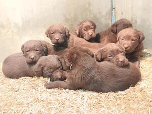 Puppies 5 weeks