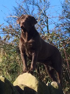 Coco standing tall on the wall