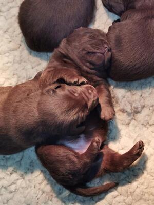 Cuddles