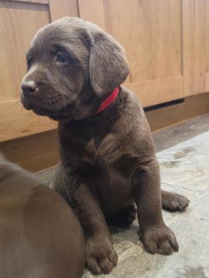 6 weeks old